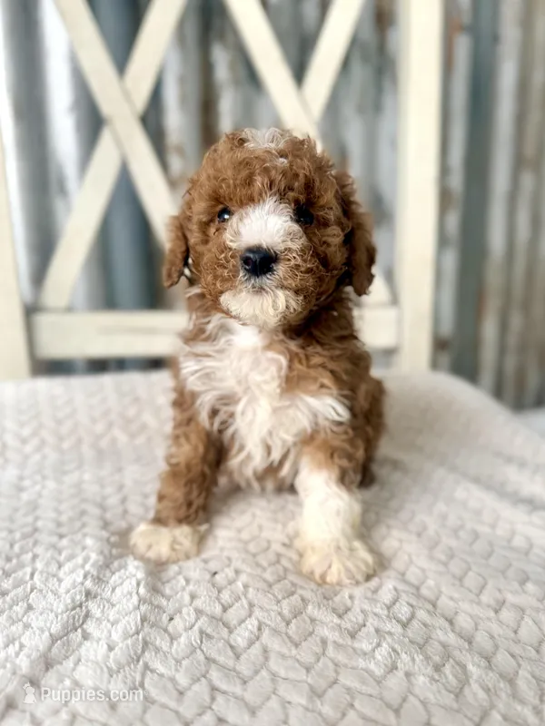 Chase – Goldendoodle, Miniature Goldendoodle puppy for sale in Decorah, IA