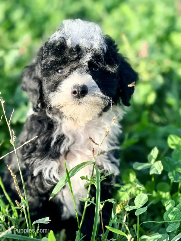 Sylvester- Petite – English Goldendoodle, Miniature Goldendoodle puppy for sale in Decorah, IA