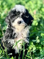 Sylvester- Petite, a male English Goldendoodle and Miniature Goldendoodle for sale in Decorah, IA – 1 of 1