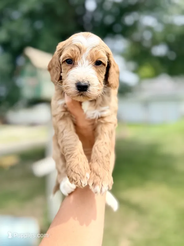 Smores- Mini English – English Goldendoodle, Miniature Goldendoodle puppy for sale in Decorah, IA