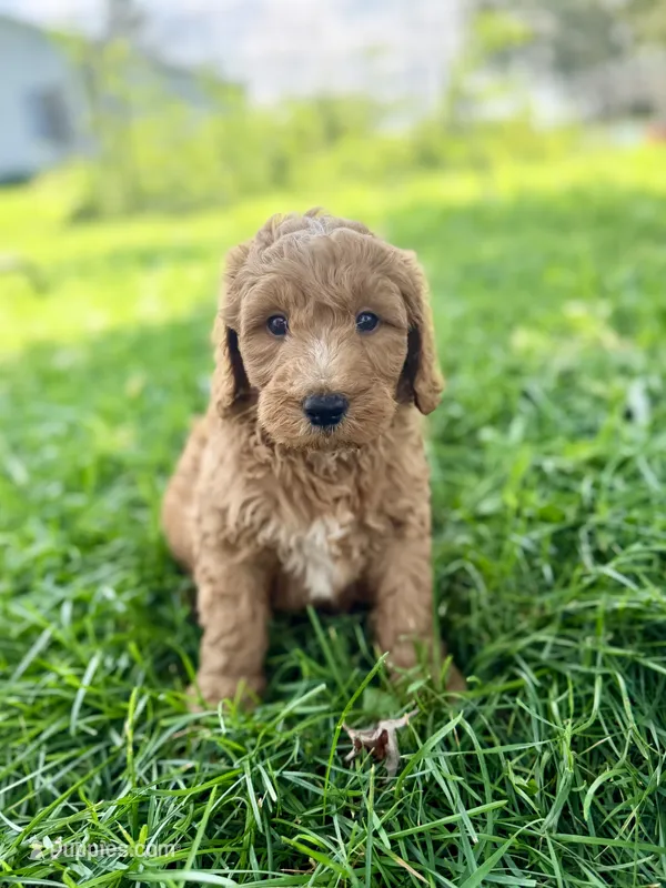 Captain- Mini English – English Goldendoodle, Miniature Goldendoodle puppy for sale in Decorah, IA