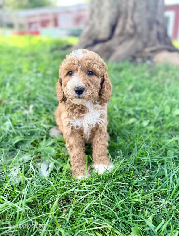 Sunny- Mini English – English Goldendoodle, Miniature Goldendoodle puppy for sale in Decorah, IA