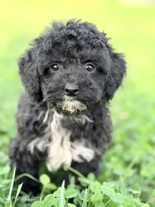 Penelope – English Goldendoodle, Miniature Goldendoodle puppy for sale in Decorah, IA