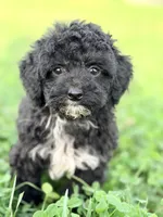 Penelope, a male English Goldendoodle and Miniature Goldendoodle for sale in Decorah, IA – 1 of 1