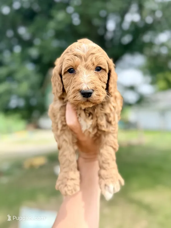 Captain- Mini English – English Goldendoodle, Miniature Goldendoodle puppy for sale in Decorah, IA