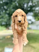 Captain- Mini English, a male English Goldendoodle and Miniature Goldendoodle for sale in Decorah, IA – 1 of 1