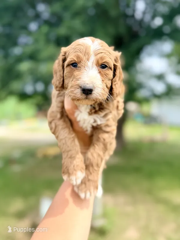Marina- Mini English – English Goldendoodle, Miniature Goldendoodle puppy for sale in Decorah, IA