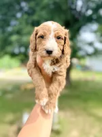 Marina- Mini English, a female English Goldendoodle and Miniature Goldendoodle for sale in Decorah, IA – 1 of 1