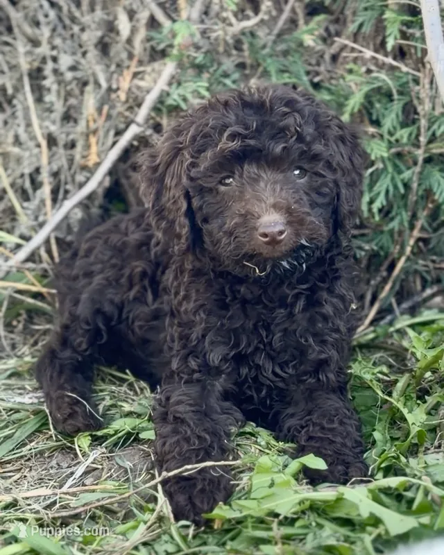 Mikey – English Goldendoodle, Miniature Goldendoodle puppy for sale in Decorah, IA