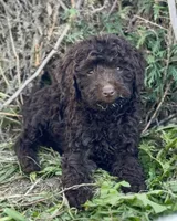 Mikey, a male English Goldendoodle and Miniature Goldendoodle for sale in Decorah, IA – 1 of 1