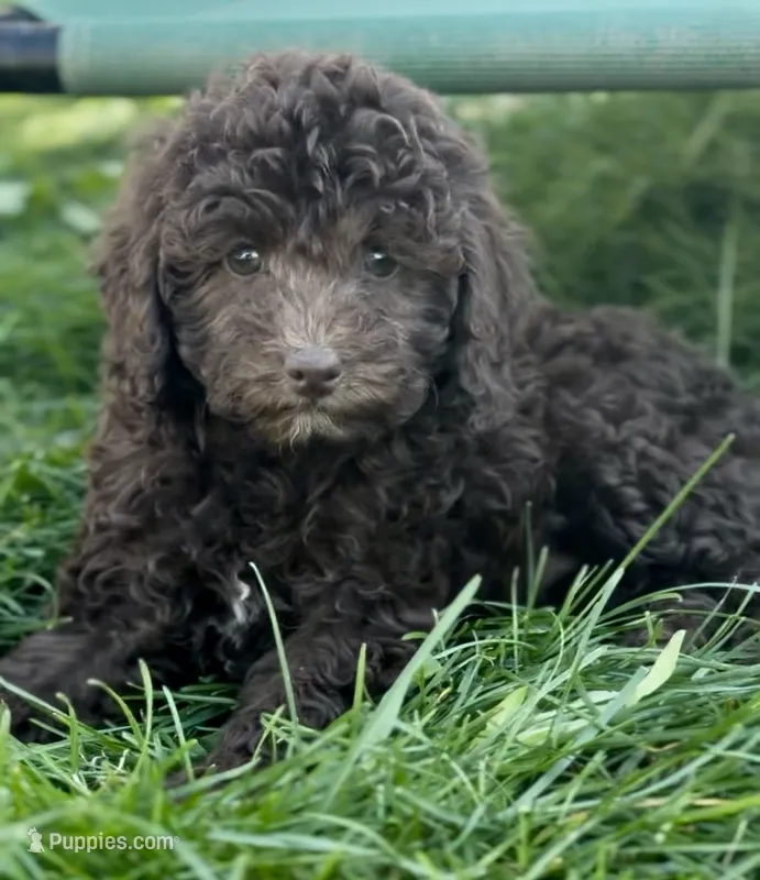 Lizzie – English Goldendoodle, Miniature Goldendoodle puppy for sale in Decorah, IA