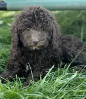 Lizzie, a male English Goldendoodle and Miniature Goldendoodle for sale in Decorah, IA – 1 of 1