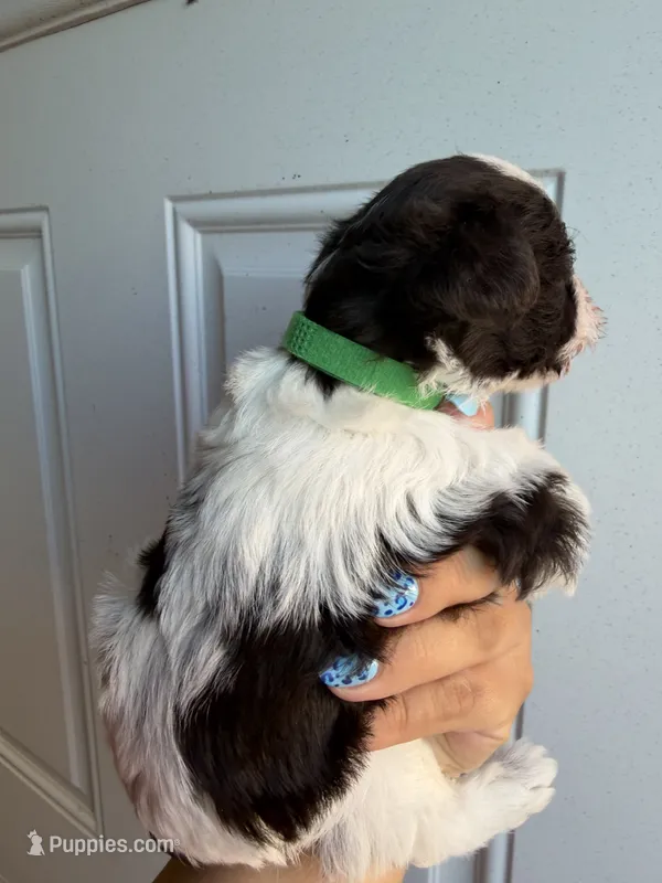 Liver parti male  – Miniature Schnauzer puppy for sale in Indiahoma, OK