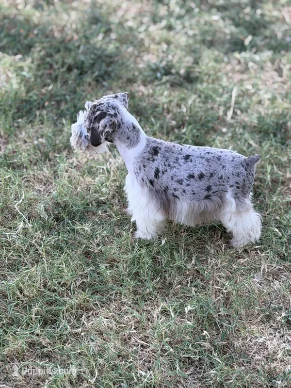 Female Merle puppy  – Miniature Schnauzer puppy for sale in Indiahoma, OK