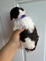 Liver Parti female , a female Miniature Schnauzer for sale in Indiahoma, OK – 2 of 2