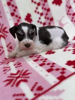Liver Parti female , a female Miniature Schnauzer for sale in Indiahoma, OK – 2 of 3