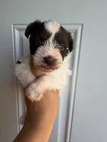 Liver parti male , a male Miniature Schnauzer for sale in Indiahoma, OK – 3 of 3