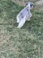 Female Merle puppy , a female Miniature Schnauzer for sale in Indiahoma, OK – 4 of 4