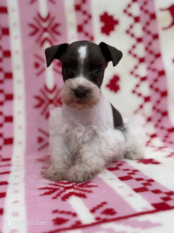 Liver parti male  – Miniature Schnauzer puppy for sale in Indiahoma, OK