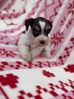 Liver Parti female , a female Miniature Schnauzer for sale in Indiahoma, OK – 3 of 3