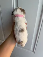 Merle parti female , a female Miniature Schnauzer for sale in Indiahoma, OK – 2 of 2