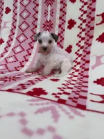 Merle parti female , a female Miniature Schnauzer for sale in Indiahoma, OK – 3 of 3