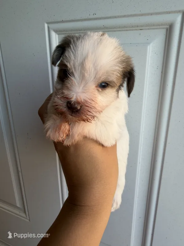 Merle parti female  – Miniature Schnauzer puppy for sale in Indiahoma, OK