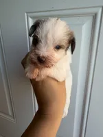 Merle parti female , a female Miniature Schnauzer for sale in Indiahoma, OK – 1 of 2