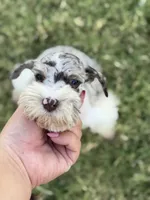 Female Merle puppy , a female Miniature Schnauzer for sale in Indiahoma, OK – 2 of 4