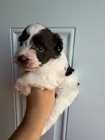 Liver parti male , a male Miniature Schnauzer for sale in Indiahoma, OK – 2 of 3