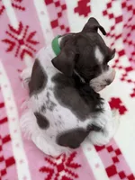 Liver parti male , a male Miniature Schnauzer for sale in Indiahoma, OK – 2 of 4