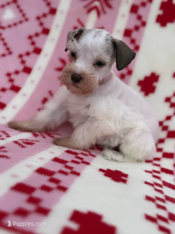 Merle parti female  – Miniature Schnauzer puppy for sale in Indiahoma, OK