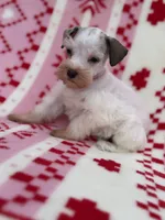 Merle parti female , a female Miniature Schnauzer for sale in Indiahoma, OK – 1 of 3