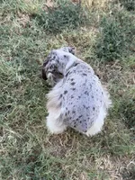 Female Merle puppy , a female Miniature Schnauzer for sale in Indiahoma, OK – 3 of 4