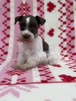 Liver parti male , a male Miniature Schnauzer for sale in Indiahoma, OK – 4 of 4