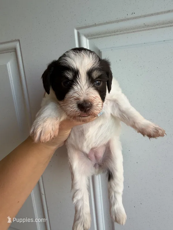 Liver Parti female  – Miniature Schnauzer puppy for sale in Indiahoma, OK