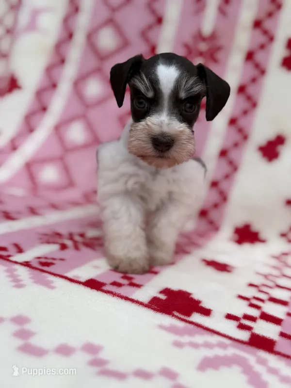 Liver Parti female  – Miniature Schnauzer puppy for sale in Indiahoma, OK