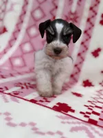 Liver Parti female , a female Miniature Schnauzer for sale in Indiahoma, OK – 1 of 3