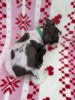 Liver parti male , a male Miniature Schnauzer for sale in Indiahoma, OK – 3 of 4