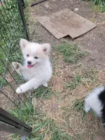 Arcanine , a male Pomeranian for sale in Staten Island, NY – 8 of 9