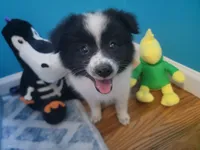 Oreo, a male Pomeranian for sale in Staten Island, NY – 6 of 10