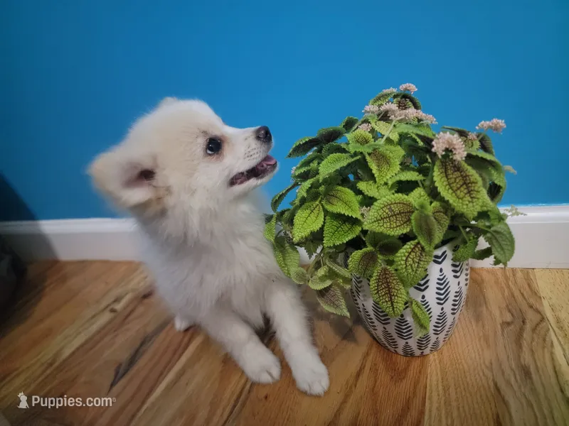 Arcanine  – Pomeranian puppy for sale in Staten Island, NY