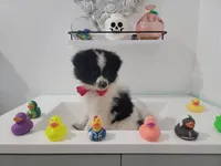 Oreo, a male Pomeranian for sale in Staten Island, NY – 2 of 10