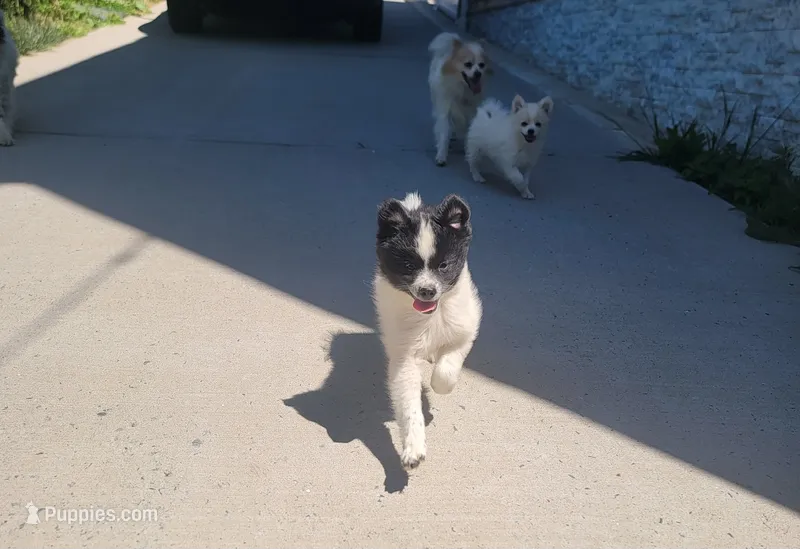 Oreo – Pomeranian puppy for sale in Staten Island, NY