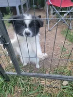 Oreo, a male Pomeranian for sale in Staten Island, NY – 10 of 10