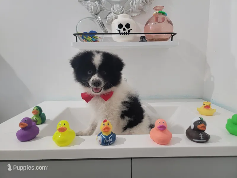 Oreo – Pomeranian puppy for sale in Staten Island, NY