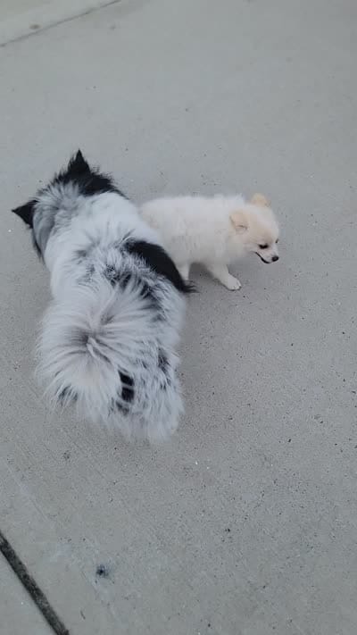 Arcanine , a male Pomeranian for sale in Staten Island, NY – 5 of 9