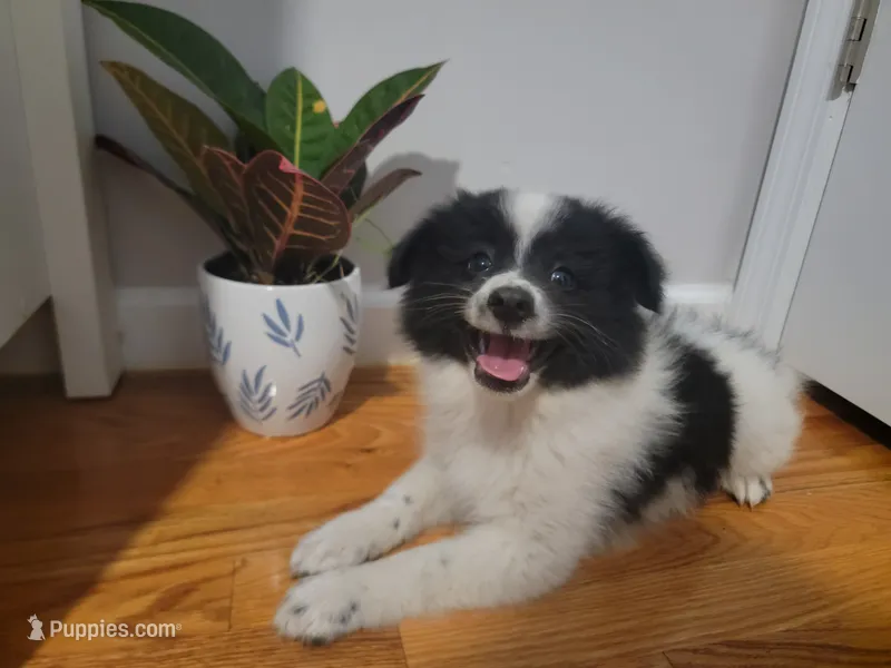 Oreo – Pomeranian puppy for sale in Staten Island, NY