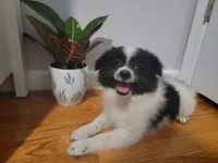 Oreo, a male Pomeranian for sale in Staten Island, NY – 1 of 10