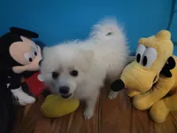 Arcanine , a male Pomeranian for sale in Staten Island, NY – 4 of 9